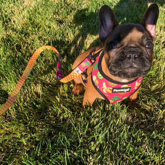 Pawmigo Snack Shack Dog Harness and Leash Kit set - Picture 2 of 5